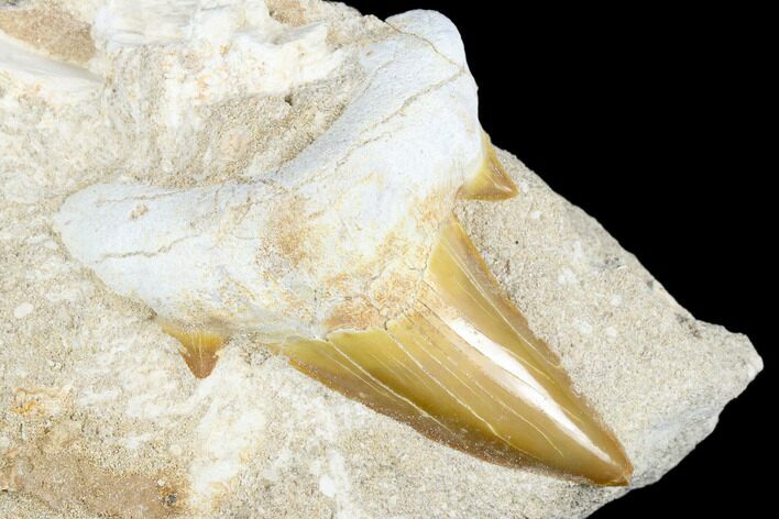 Otodus Shark Tooth Fossil in Rock - Huge Tooth! #183753